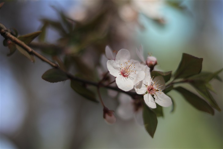 佳能eos80d拍照怎么样,七年前的佳能eos80d相机值得入手