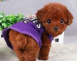 泰迪狗的毛变白是怎么回事,泰迪毛褪色怎么回事