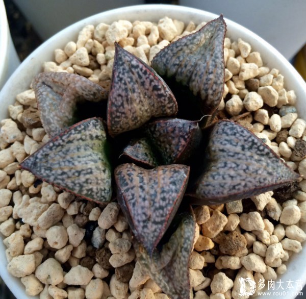 养多肉的心情治愈,养多肉其实也是养心情