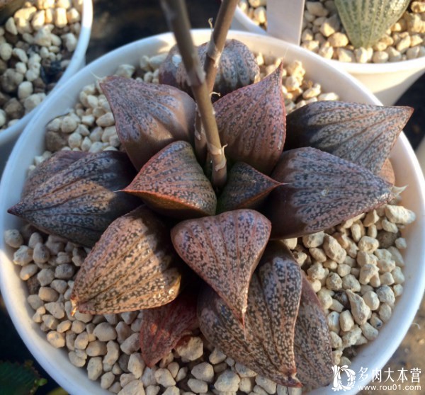 养多肉的心情治愈,养多肉其实也是养心情