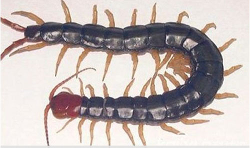 南美大型蜈蚣亚洲巨人蜈蚣,世界上比蜈蚣还多脚的动物