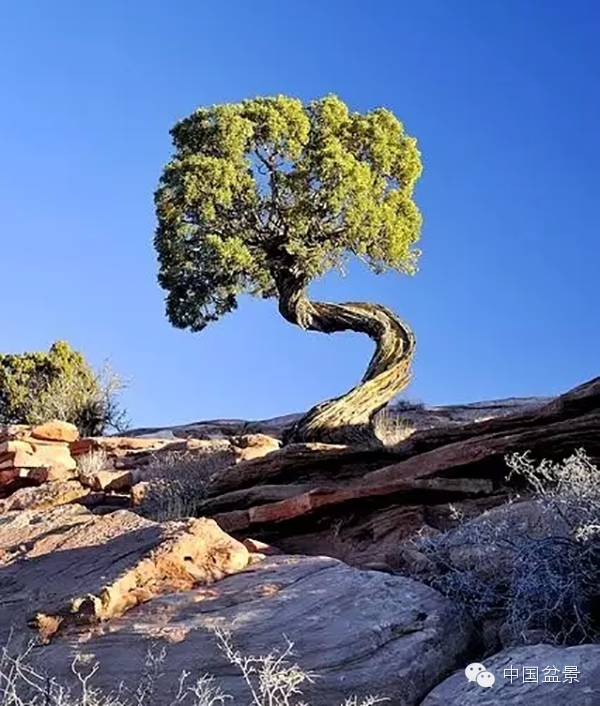 文人树盆景美不胜收,中国神奇的十大盆景