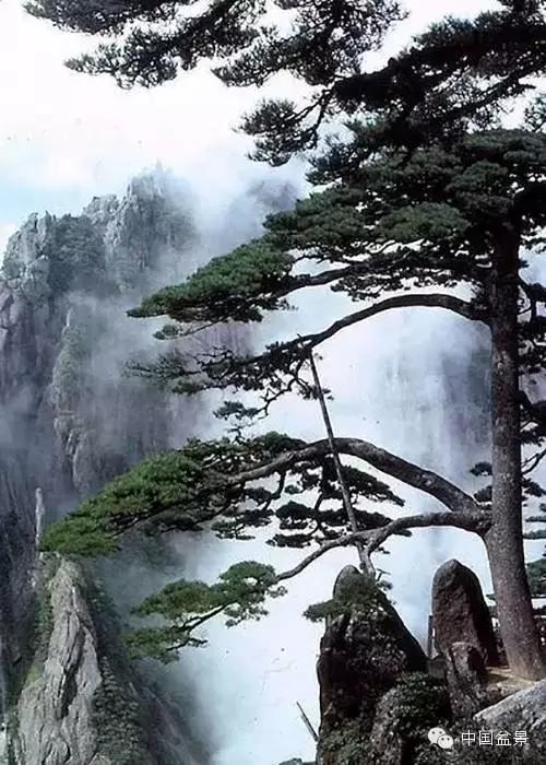 文人树盆景美不胜收,中国神奇的十大盆景