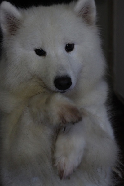 狗狗剃了毛毛后伤心没自信了，结果却因为这些原因重振威武