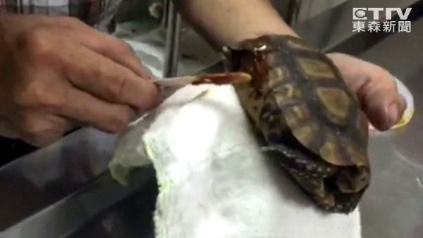 乌龟从13楼掉下去还能活吗,十多只乌龟全死了