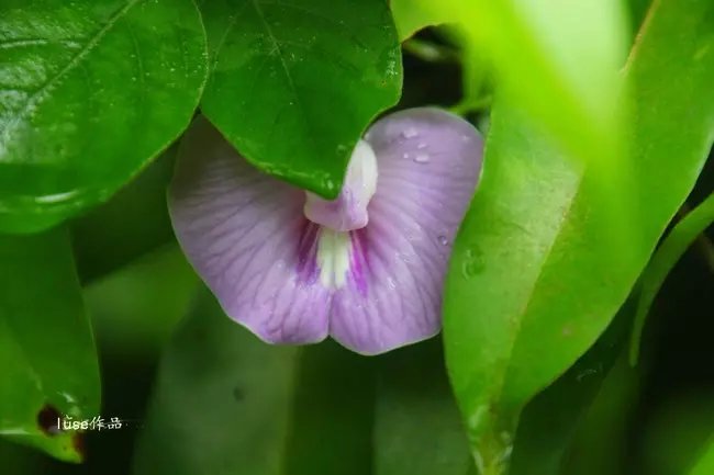 三亚最美的夕阳日落,夕阳的落下