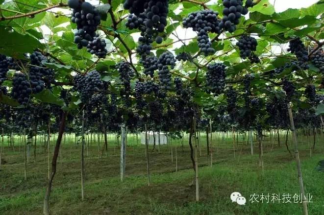 农村年轻人创业好项目推荐,农村创业项目推荐2022小本生意