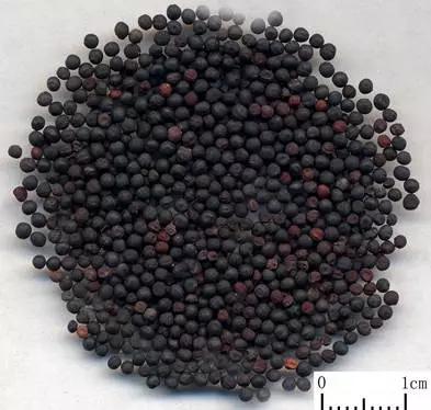 渗透着吴行鲜血的名字——王不留行