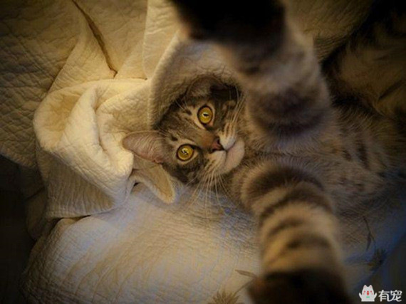 宠物之间的朋友圈 (朋友圈只晒宠物)