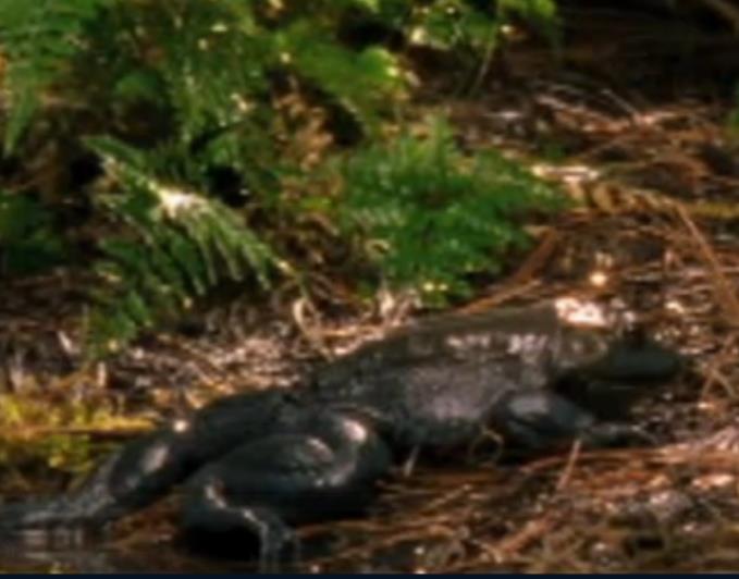 大青蛙吃了只害虫,大青蛙吃小蛇无所畏惧