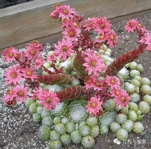 有一种植物叫长生草,长生草开花就死亡吗