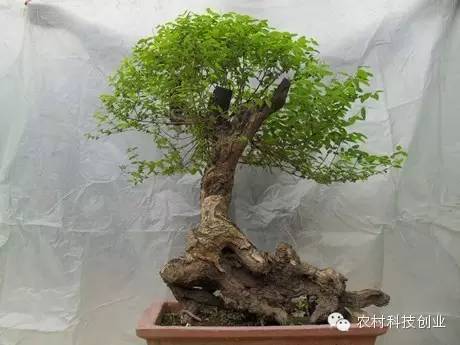 休闲农业十大盈利模式,休闲农业致富方法