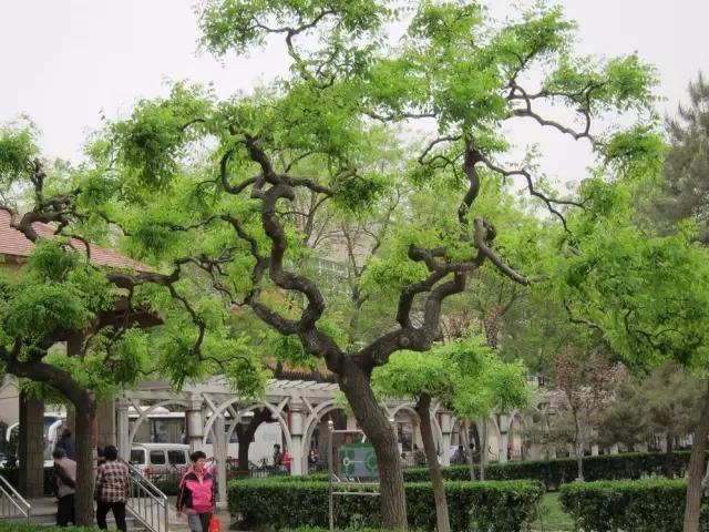 天津三月初哪个公园值得逛,天津最值得去的公园