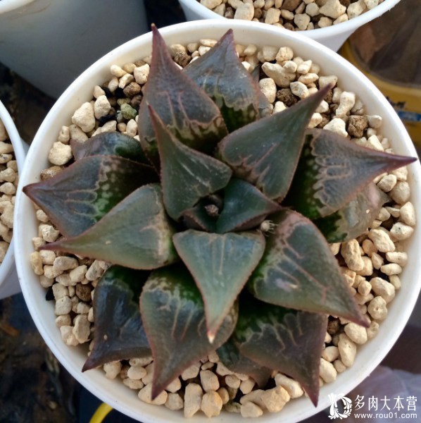 养多肉的心情治愈,养多肉其实也是养心情