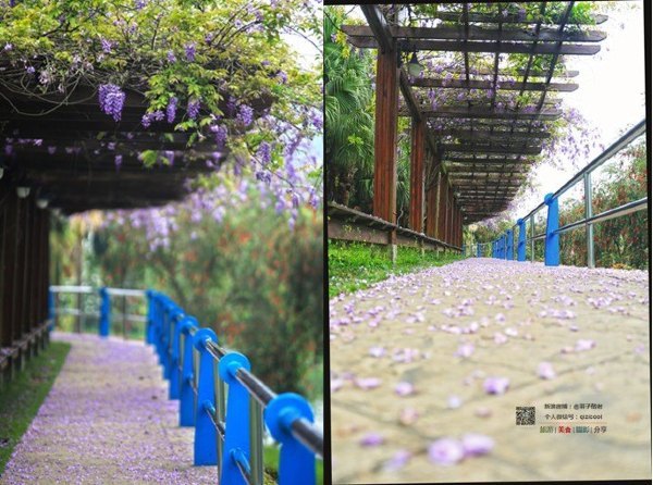 有一种春天叫牡丹花开,有一种春天叫花开艳丽