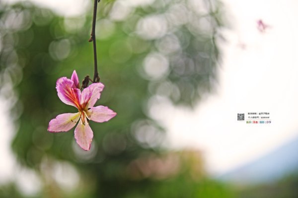 有一种春天叫牡丹花开,有一种春天叫花开艳丽