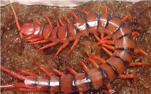 南美大型蜈蚣亚洲巨人蜈蚣,世界上比蜈蚣还多脚的动物