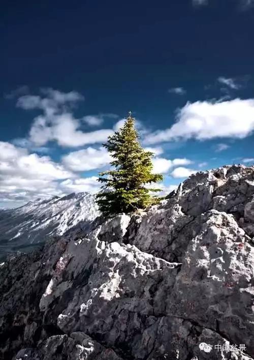 文人树盆景美不胜收,中国神奇的十大盆景