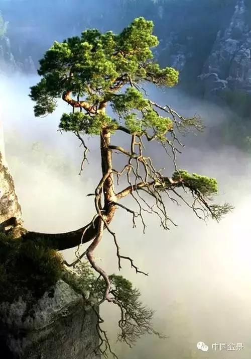 文人树盆景美不胜收,中国神奇的十大盆景