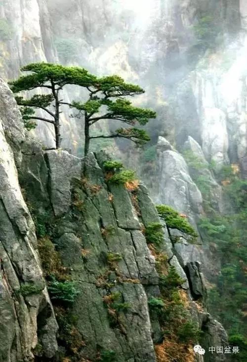 文人树盆景美不胜收,中国神奇的十大盆景