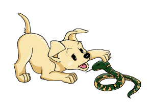 狗狗被咬伤伤到神经,狗狗被咬伤需要打破伤风吗