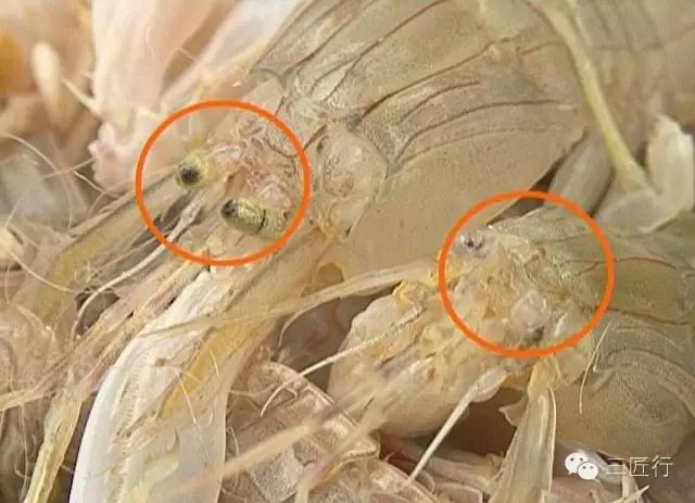 怎么挑皮皮虾视频,怎么挑皮皮虾带蛋