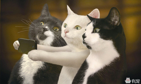 宠物之间的朋友圈 (朋友圈只晒宠物)