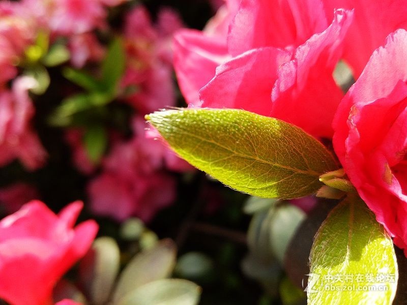 颜值高的手机oppor9,颜值与实力并存的体验