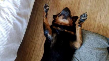 毛小孩吃药后突然倒地翻白眼，吓坏主人！结果却让人笑翻了