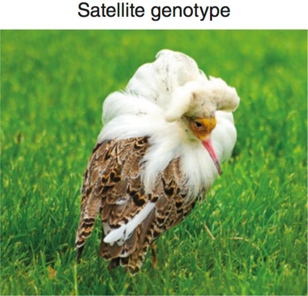 “撩妹”技巧各不同，超级基因说了算？