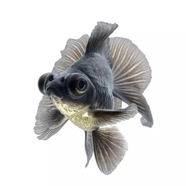 苹果7全新颜值担当，国粹金鱼替代泰国斗鱼?