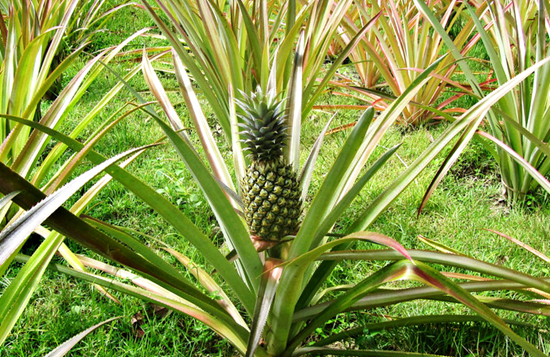 吃过菠萝后嘴会麻怎么办,菠萝吃了嘴麻的快速解决办法