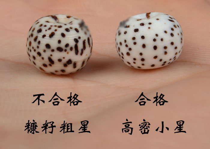 关于星月菩提子的知识,星月菩提的星月深浅不一样怎么办