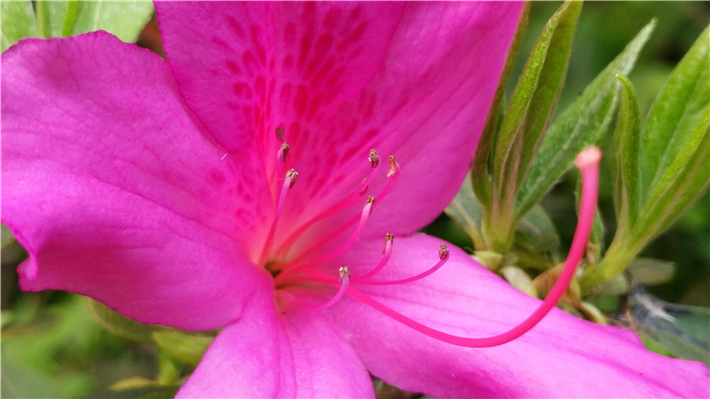 vivoxplay5测评吃鸡,vivoxplay5原神体验