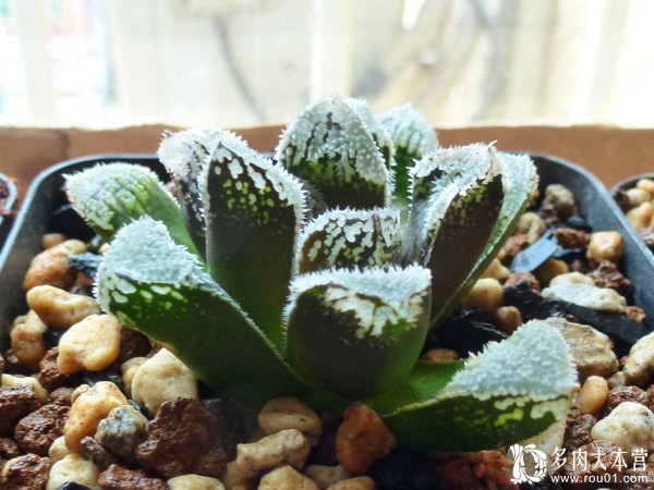 养多肉的心情治愈,养多肉其实也是养心情