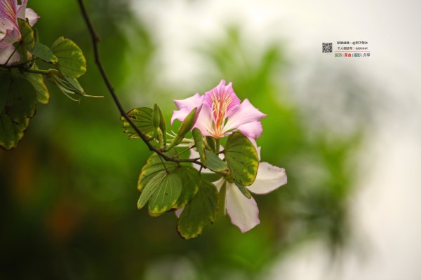 有一种春天叫牡丹花开,有一种春天叫花开艳丽