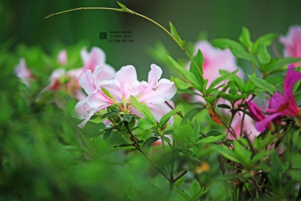 有一种春天叫牡丹花开,有一种春天叫花开艳丽