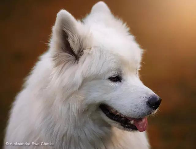 动物世界犬种-萨摩耶犬