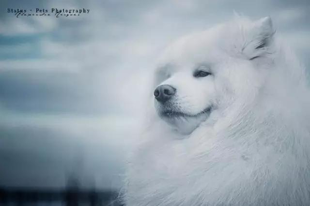 动物世界犬种-萨摩耶犬