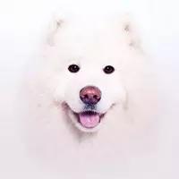 动物世界犬种-萨摩耶犬