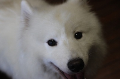 狗狗剃了毛毛后伤心没自信了，结果却因为这些原因重振威武