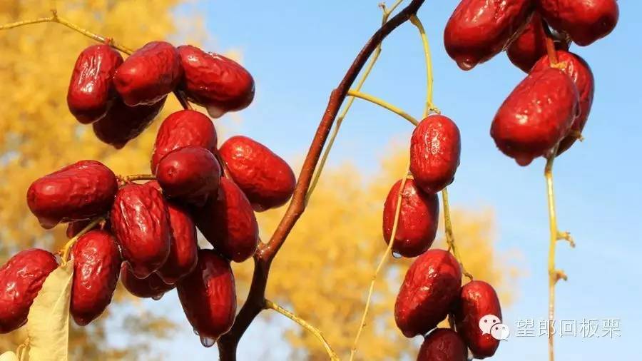 公认最补的三大补品,十大最好的补品