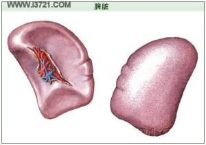 如果把脾脏切了以后会关注什么,脾脏大一定要切吗