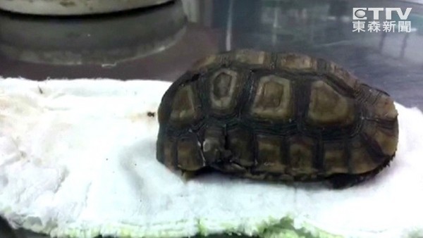 乌龟从13楼掉下去还能活吗,十多只乌龟全死了