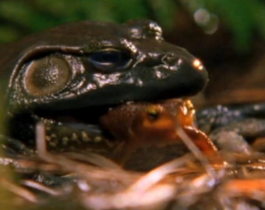 大青蛙吃了只害虫,大青蛙吃小蛇无所畏惧