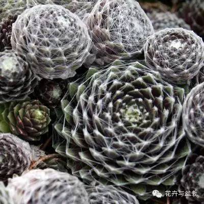 有一种植物叫长生草,长生草开花就死亡吗