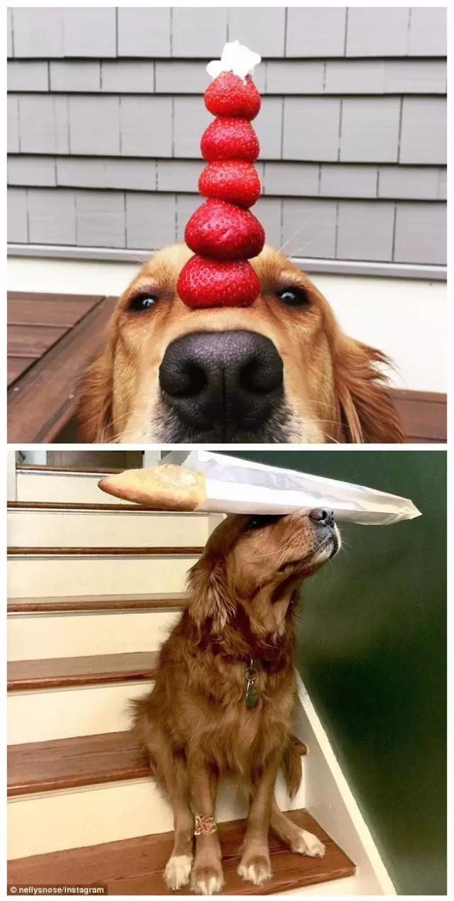 狗狗控萌图第660期,一张图看出狗狗诡计多端柯基