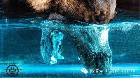 犬的蛋白质营养需求表,小型犬吃的多种维生素