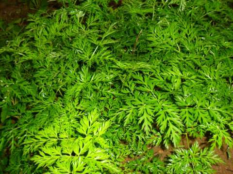 头痛必用川芎,头痛用川芎好还是天麻好