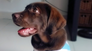 亲眼看着狗狗被杀死怎么办,狗狗的一只眼睛瞎了如何治疗